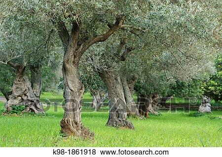 Olive, Sa Bassa Bunyola Sierra de Tramuntana Majorca Balearic Islands Spain View Large Photo Image Stock Photo - Olive, Sa Bassa Bunyola Sierra de Tramuntana Majorca Balearic Islands Spain. Fotosearch
