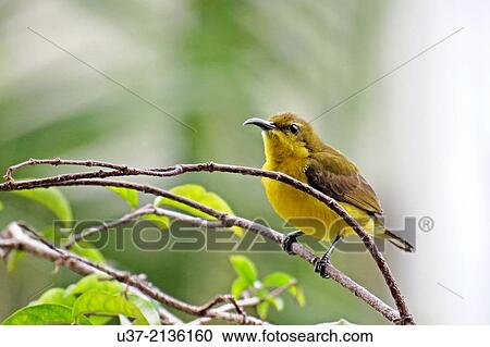 Olive Sunbird Nectarinia olivacea Perched, Borneo. View Large Photo Image Stock Image - Olive Sunbird Nectarinia olivacea Perched, Borneo.. Fotosearch