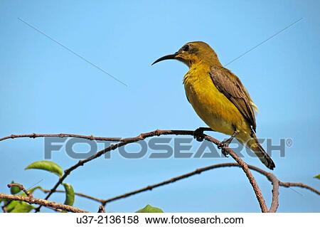 Stock Photo - Olive Sunbird Nectarinia olivacea Perched, Borneo.. Fotosearch