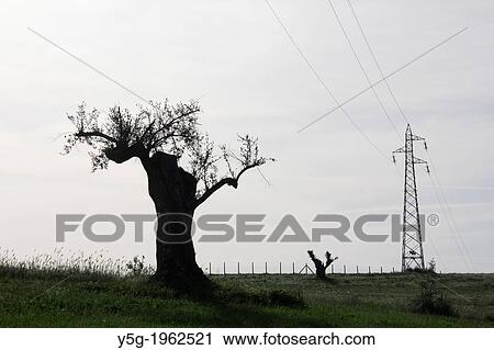 olive tree and electricity pylon in Italy. View Large Photo Image Stock Image - olive tree and electricity pylon in Italy.. Fotosearch