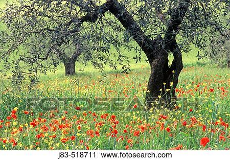 Olive tree and meadow with Poppies, Pienza, Tuscany, Italy View Large Photo Image Stock Image - Olive tree and meadow with Poppies, Pienza, Tuscany, Italy. Fotosearch