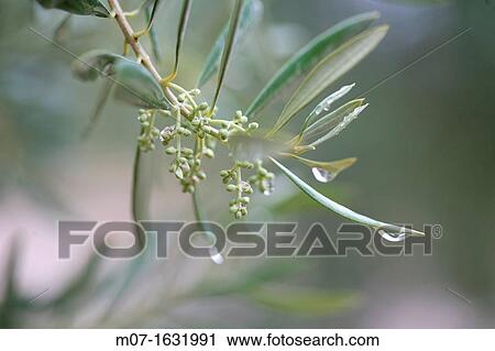 Stock Image - Olive tree floration, flowers in springtime, Spain. Fotosearch