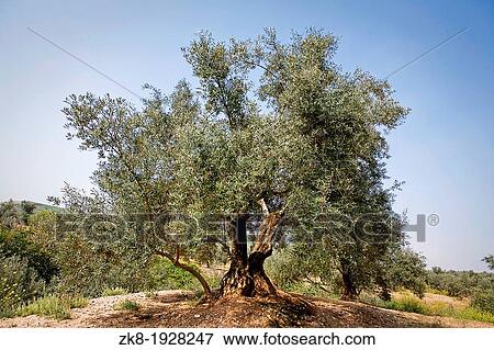 Olive tree from the picual variety near Jaen, Spain View Large Photo Image Stock Photo - Olive tree from the picual variety near Jaen, Spain. Fotosearch
