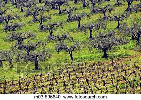 Olive tree groves vineyards farms agriculture Agrigento Province Sicily Italy View Large Photo Image Stock Image - Olive tree groves vineyards farms agriculture Agrigento Province Sicily Italy. Fotosearch