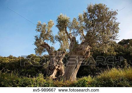 Olive tree in Serra de Tramuntana (World Heritage Site by UNESCO). Mallorca. Balearic Island. Spain. View Large Photo Image Stock Photo - Olive tree in Serra de Tramuntana (World Heritage Site by UNESCO). Mallorca. Balearic Island. Spain.. Fotosearch