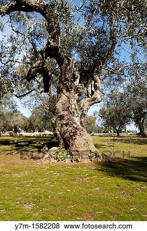 Stock Photo - olive tree in south apulia, Italy. Fotosearch