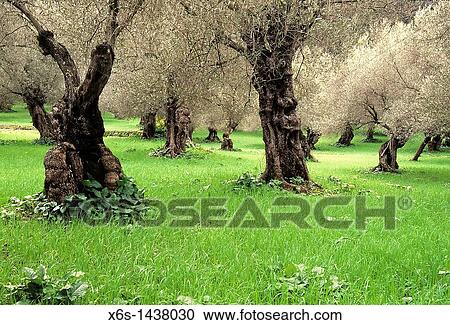 Olive trees around Soller village, Mallorca, Illes Balears, Spain View Large Photo Image Stock Image - Olive trees around Soller village, Mallorca, Illes Balears, Spain. Fotosearch