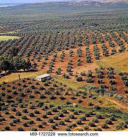 Olive Trees Grove Jaen Spain View Large Photo Image Stock Photo - Olive Trees Grove Jaen Spain. Fotosearch
