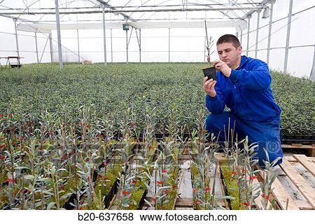 Olive trees in greenhouse, Vitis Navarra tree nursery, Larraga, Navarra, Spain View Large Photo Image Stock Photo - Olive trees in greenhouse, Vitis Navarra tree nursery, Larraga, Navarra, Spain. Fotosearch