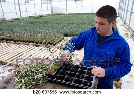 Stock Photograph - Olive trees in greenhouse, Vitis Navarra tree nursery, Larraga, Navarra, Spain. Fotosearch