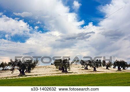 Olive trees in the Pinto fields Madrid Spain View Large Photo Image Stock Image - Olive trees in the Pinto fields Madrid Spain. Fotosearch