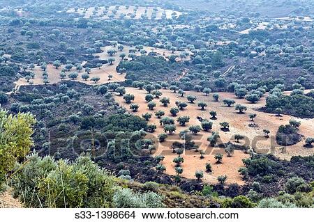 Olive trees in Tielmes Madrid Spain View Large Photo Image Picture - Olive trees in Tielmes Madrid Spain. Fotosearch