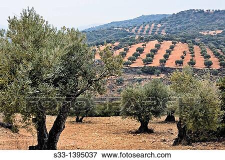 Olive trees in Tielmes Madrid Spain View Large Photo Image Stock Photo - Olive trees in Tielmes Madrid Spain. Fotosearch