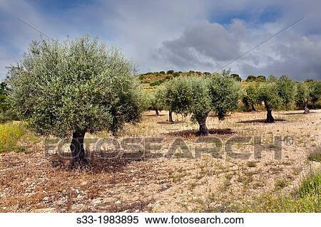 Olive trees in Valdelaosa. Valdelaguna. Madrid. Spain. View Large Photo Image Stock Photography - Olive trees in Valdelaosa. Valdelaguna. Madrid. Spain.. Fotosearch