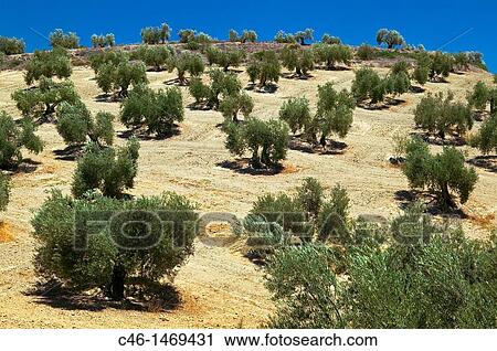 Olive trees, Jaen Province, Andalusia, Spain View Large Photo Image Stock Image - Olive trees, Jaen Province, Andalusia, Spain. Fotosearch