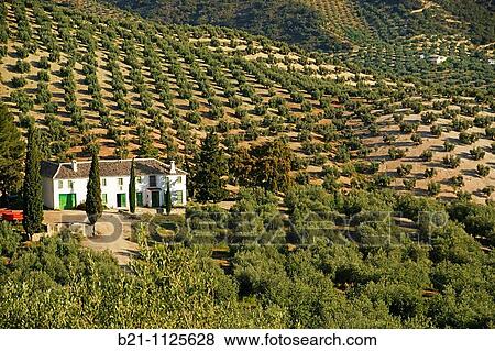 Olive trees landscape near Priego de Cordoba, Cordoba province, Andalusia, Spain View Large Photo Image Stock Photo - Olive trees landscape near Priego de Cordoba, Cordoba province, Andalusia, Spain. Fotosearch