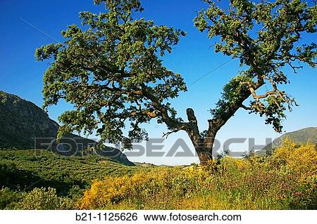 Olive trees landscape near Priego de Cordoba, Cordoba province, Andalusia, Spain View Large Photo Image Stock Photograph - Olive trees landscape near Priego de Cordoba, Cordoba province, Andalusia, Spain. Fotosearch