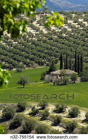 Olive trees landscape. Sierra de Cazorla, Segura and Las Villas Natural Park, Jaen province, Andalucia, Spain View Large Photo Image Picture - Olive trees landscape. Sierra de Cazorla, Segura and Las Villas Natural Park, Jaen province, Andalucia, Spain. Fotosearch