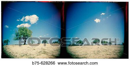 Olive trees. Majorca. Balearic Islands. Spain View Large Photo Image Stock Photograph - Olive trees. Majorca. Balearic Islands. Spain. Fotosearch