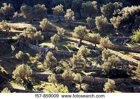 Olive trees, Mallorca, Balearic Islands, Spain View Large Photo Image Stock Photo - Olive trees, Mallorca, Balearic Islands, Spain. Fotosearch