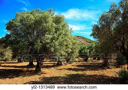 Olive trees, Naxos, Cyclades Islands, Greece. View Large Photo Image Stock Photo - Olive trees, Naxos, Cyclades Islands, Greece.. Fotosearch