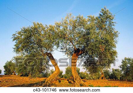 Olive trees (Olea europaea). Jaen province, Andalucia, Spain View Large Photo Image Stock Photograph - Olive trees (Olea europaea). Jaen province, Andalucia, Spain. Fotosearch