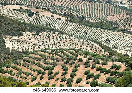 Olive trees (Olea europaea), Jaen province, Andalusia, Spain View Large Photo Image Stock Photograph - Olive trees (Olea europaea), Jaen province, Andalusia, Spain. Fotosearch