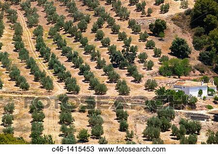Olive trees Olea europaea near Montefr? o Granada province Andalusia Spain View Large Photo Image Stock Image - Olive trees Olea europaea near Montefr? o Granada province Andalusia Spain. Fotosearch