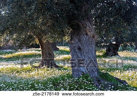 Olive trees on flower field. View Large Photo Image Stock Photo - Olive trees on flower field.. Fotosearch