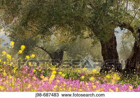Olive trees plantation with flowers. Jaen province, Andalusia, Spain, Europe View Large Photo Image Stock Image - Olive trees plantation with flowers. Jaen province, Andalusia, Spain, Europe. Fotosearch