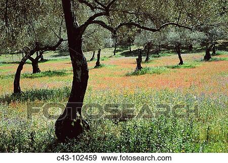 Olive trees, Sierra de Aracena. Huelva province, Andalucia, Spain View Large Photo Image Stock Photo - Olive trees, Sierra de Aracena. Huelva province, Andalucia, Spain. Fotosearch