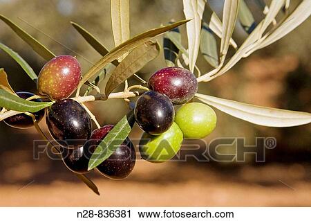 Olives, Andalucia, Spain View Large Photo Image Stock Image - Olives, Andalucia, Spain. Fotosearch