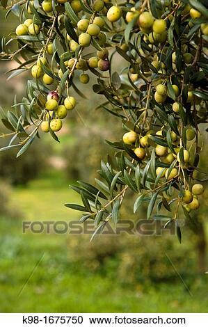 Olives, Benimussa, Ibiza, Balearic Islands, Spain View Large Photo Image Stock Image - Olives, Benimussa, Ibiza, Balearic Islands, Spain. Fotosearch