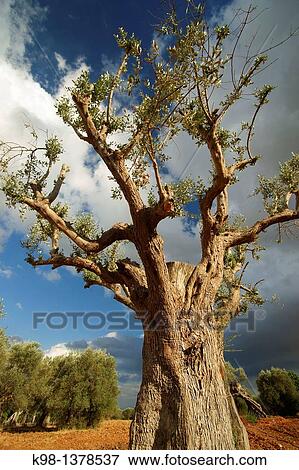 Stock Photo - Olives, Biniatzar, Bunyola, Illes Balears Spain Mallorca Tramuntana. Fotosearch