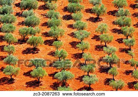 Olives field in the valley below the castle of Braganca, Portugal. View Large Photo Image Stock Image - Olives field in the valley below the castle of Braganca, Portugal.. Fotosearch