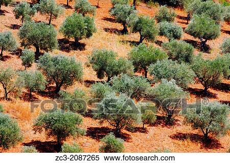 Stock Photography - Olives field in the valley below the castle of Braganca, Portugal.. Fotosearch