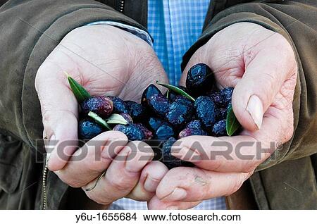 Picture - Olives from the Tabernas Desert, Almeria province, Andalusia, Spain. Fotosearch