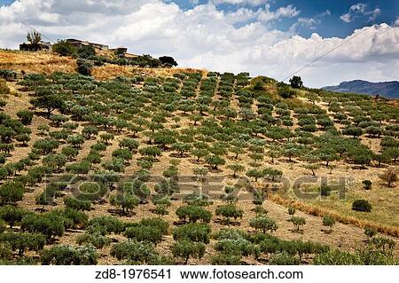 olives in corleone region, sicily. View Large Photo Image Stock Image - olives in corleone region, sicily.. Fotosearch
