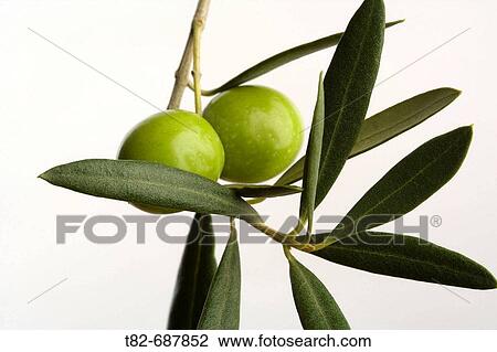 Olives View Large Photo Image Stock Image - Olives. Fotosearch