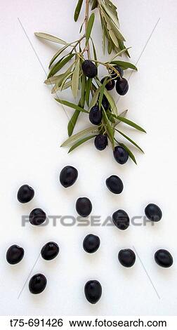 Olives View Large Photo Image Stock Photograph - Olives. Fotosearch