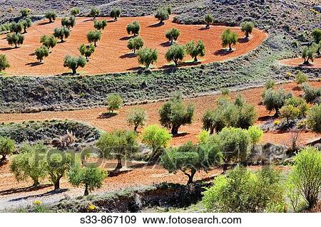 Olivos en Villarrubia de Santiago. Castilla la Mancha. Spain View Large Photo Image Stock Photo - Olivos en Villarrubia de Santiago. Castilla la Mancha. Spain. Fotosearch