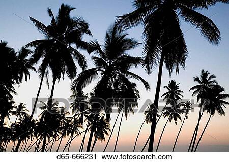 OMAN-Dhofar Region-Salalah: Palm Trees / Salalah Beach / Dawn View Large Photo Image Stock Image - OMAN-Dhofar Region-Salalah: Palm Trees / Salalah Beach / Dawn. Fotosearch
