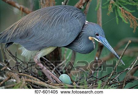 On nest with egg _Common inhabitant of salt marshes and mangrove swamps of the east and gulf coasts. Rare inland but has bred in North Dakota and Kansas. Rare but regular on southern California coast. Formerly known as Louisiana Heron. View Large Photo Image Stock Photography - On nest with egg _Common inhabitant of salt marshes and mangrove swamps of the east and gulf coasts. Rare inland but has bred in North Dakota and Kansas. Rare but regular on southern California coast. Formerly known as Louisiana Heron.. Fotosearch