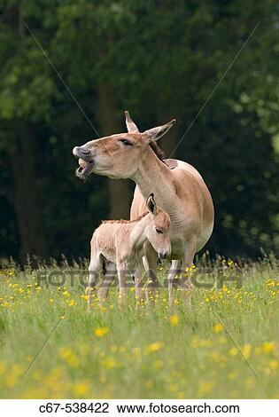 Onager & Foal (Equus hemionus). View Large Photo Image Stock Image - Onager & Foal (Equus hemionus).. Fotosearch