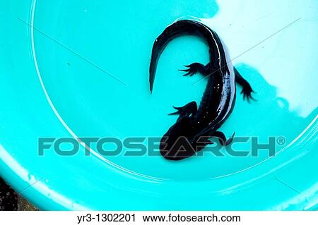 One Axolotl (Ambystoma mexicanum), a type of salamander, stands in a bucket in Xochimilco, Mexico City. This is a endangered species. View Large Photo Image Stock Image - One Axolotl (Ambystoma mexicanum), a type of salamander, stands in a bucket in Xochimilco, Mexico City. This is a endangered species.. Fotosearch