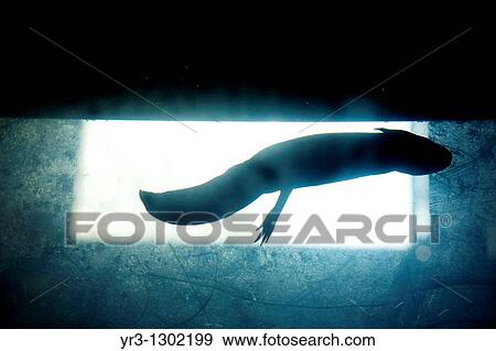 Stock Photo - One axolotl, ambystoma mexicanum, a type of salamander swims in a fish tank in Xochimilco, Mexico City, January 18, 2009 This specie is in danger of extinction. Fotosearch