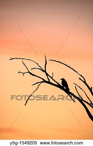 one black bird perched on tree top View Large Photo Image Stock Photography - one black bird perched on tree top. Fotosearch