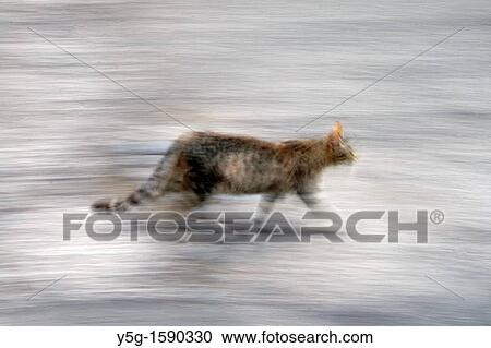 one cat running in street road View Large Photo Image Stock Image - one cat running in street road. Fotosearch