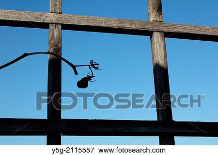 one dead tomato plant in garden with blue sky View Large Photo Image Stock Photo - one dead tomato plant in garden with blue sky. Fotosearch