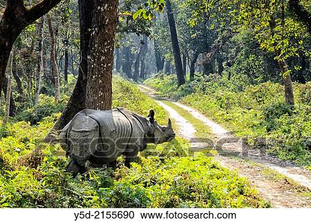 One-horned Rhino (Rhinoceros unicornis). Chitwan National Park (CNP), Nepal, Asia. View Large Photo Image Stock Image - One-horned Rhino (Rhinoceros unicornis). Chitwan National Park (CNP), Nepal, Asia.. Fotosearch
